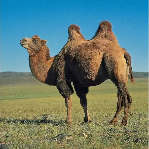 Camel Yellow