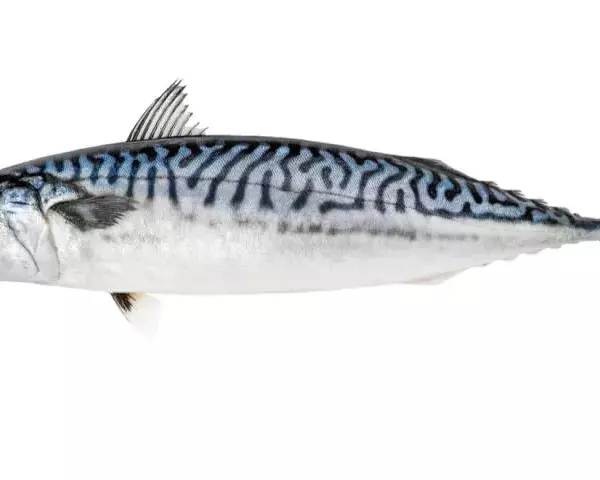 Скумбрия с/м н/р Норвегия 400-600(РЫБТОРГ)