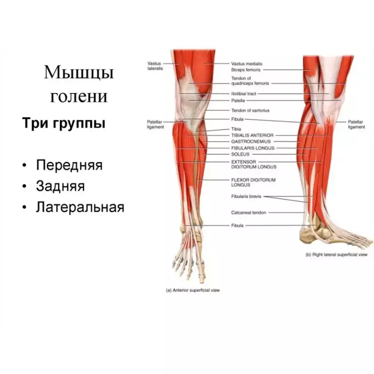 Голень бескостная Salima заморож.