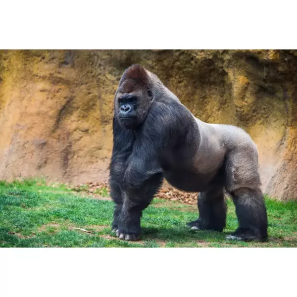 Gorilla Ultimate 0,33 жб Halal KZ